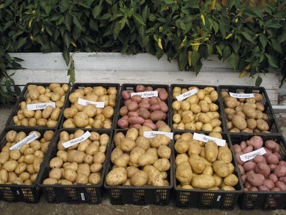 Иллюстрация к книге — Грядка для отличного урожая. Картофель без химии и хлопот, на любой почве [i_080.jpg]