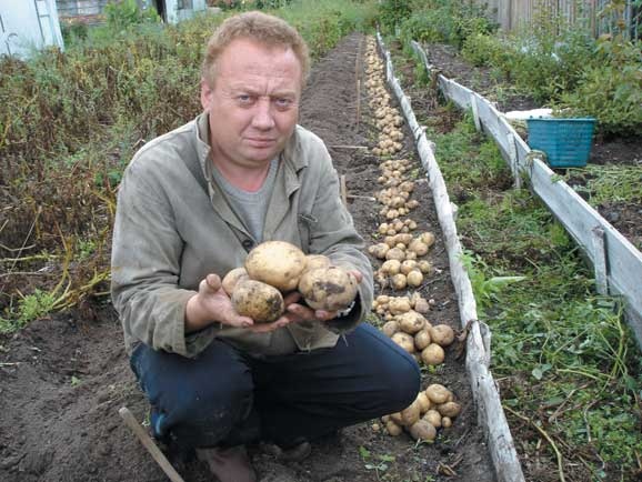 Иллюстрация к книге — Грядка для отличного урожая. Картофель без химии и хлопот, на любой почве [i_084.jpg]