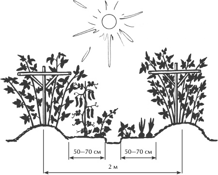 Иллюстрация к книге — Большая книга сада и огорода по-новому [i_004.jpg]