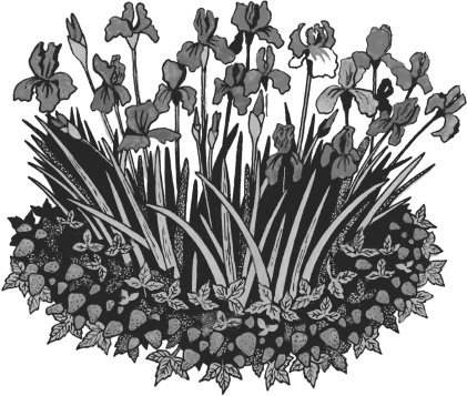 Иллюстрация к книге — Большая книга сада и огорода по-новому [i_005.jpg]