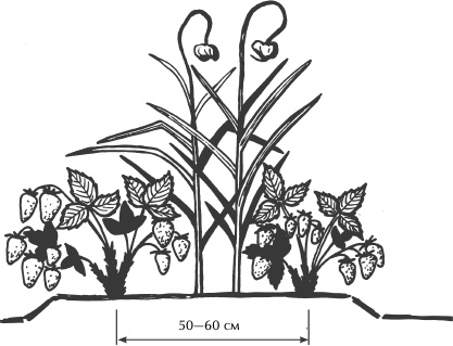 Иллюстрация к книге — Большая книга сада и огорода по-новому [i_006.jpg]