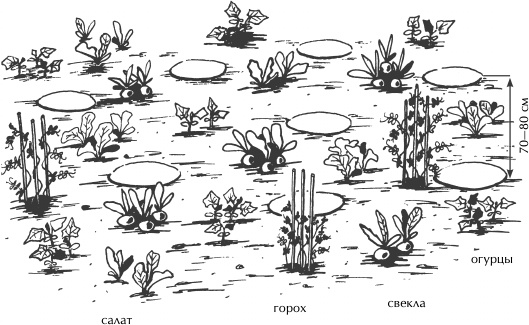 Иллюстрация к книге — Большая книга сада и огорода по-новому [i_016.jpg]