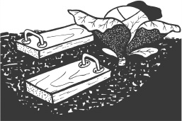 Иллюстрация к книге — Большая книга сада и огорода по-новому [i_019.jpg]