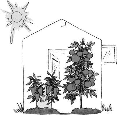 Иллюстрация к книге — Большая книга сада и огорода по-новому [i_026.jpg]