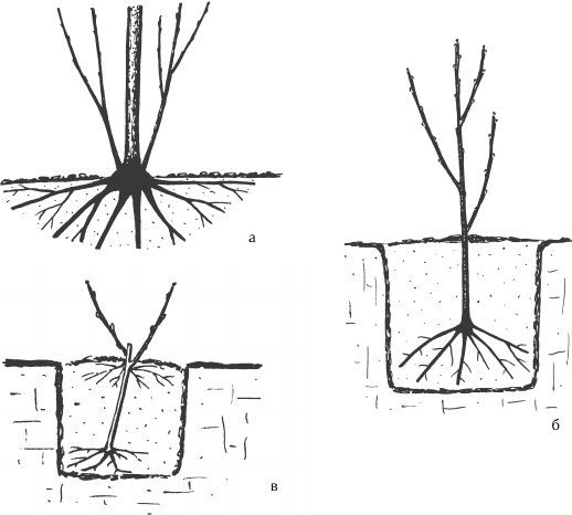 Иллюстрация к книге — Большая книга сада и огорода по-новому [i_031.jpg]