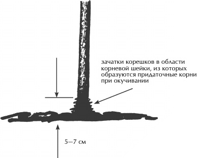 Иллюстрация к книге — Большая книга сада и огорода по-новому [i_032.jpg]