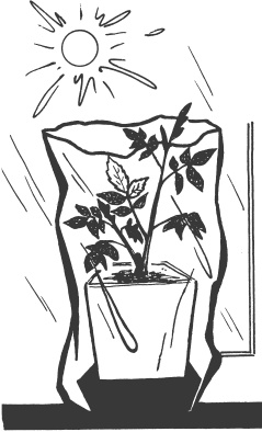 Иллюстрация к книге — Большая книга сада и огорода по-новому [i_033.jpg]