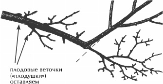 Иллюстрация к книге — Большая книга сада и огорода по-новому [i_035.jpg]