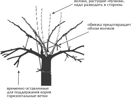 Иллюстрация к книге — Большая книга сада и огорода по-новому [i_037.jpg]