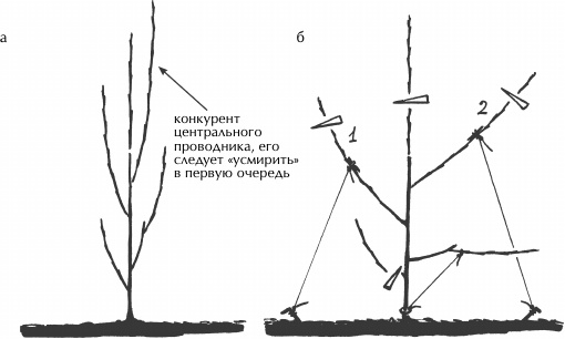 Иллюстрация к книге — Большая книга сада и огорода по-новому [i_041.jpg]