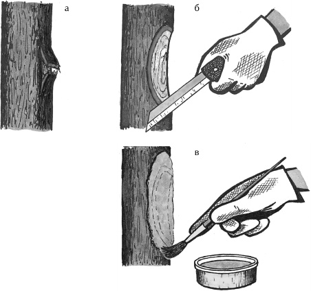 Иллюстрация к книге — Большая книга сада и огорода по-новому [i_043.jpg]