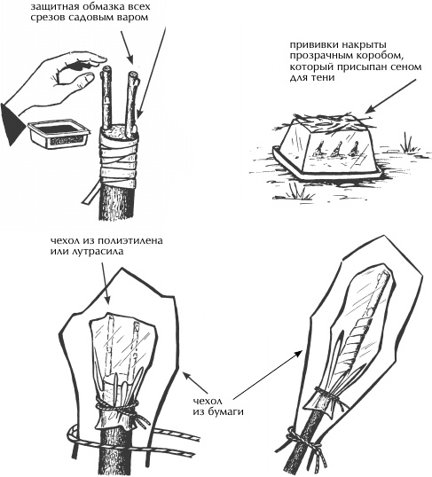 Иллюстрация к книге — Большая книга сада и огорода по-новому [i_049.jpg]