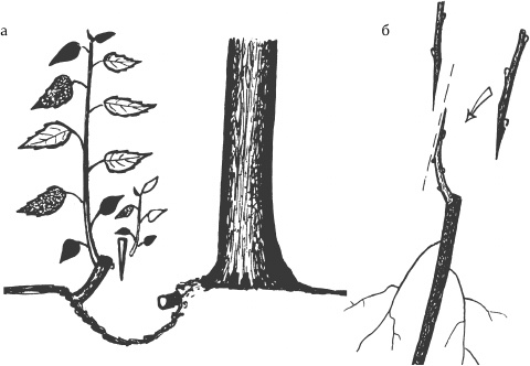 Иллюстрация к книге — Большая книга сада и огорода по-новому [i_051.jpg]