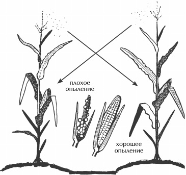 Иллюстрация к книге — Большая книга сада и огорода по-новому [i_056.jpg]