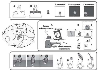 Иллюстрация к книге — Наука о мозге и миф о своем Я. Тоннель Эго [i_005.jpg]