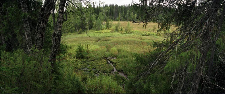 Иллюстрация к книге — Молния среди леса [_15.jpg]