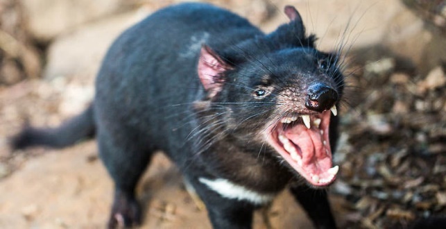 Иллюстрация к книге — Молния среди леса [_35.jpg]