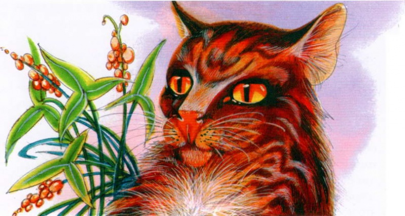 Иллюстрация к книге — Память племен. Путеводитель по серии "Коты-воители" [pic_50.jpg]