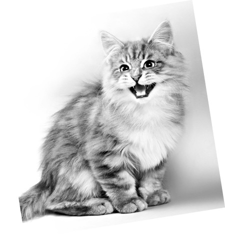 Иллюстрация к книге — Как стать звездой YouTube. Экстра_Эбби: Бунтарка [i_087.jpg]