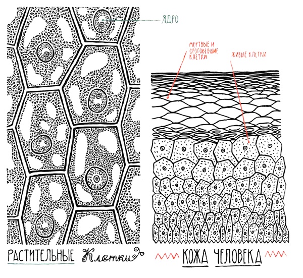 Иллюстрация к книге — Загадка жизни и грязные носки Йоса Гротьеса из Дрила [i_005.jpg]