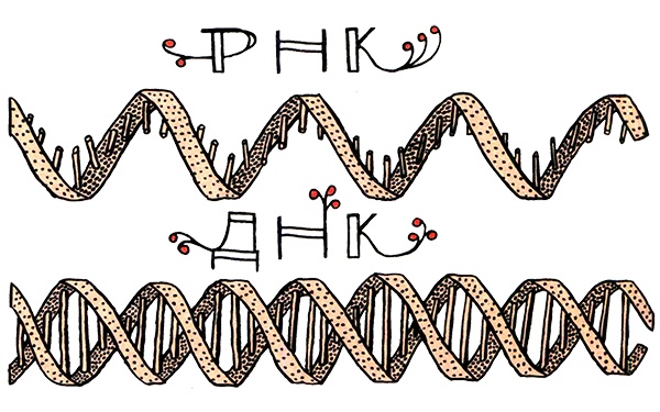 Иллюстрация к книге — Загадка жизни и грязные носки Йоса Гротьеса из Дрила [i_054.jpg]