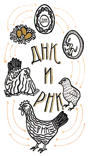 Иллюстрация к книге — Загадка жизни и грязные носки Йоса Гротьеса из Дрила [i_055.jpg]