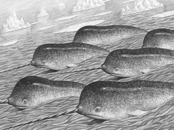 Иллюстрация к книге — Звёздный [pic2.jpg]