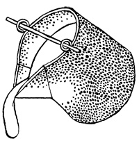 Иллюстрация к книге — Империя Дикого леса [i_066.jpg]