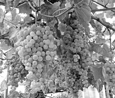 Иллюстрация к книге — Как избавиться от вредителей и болезней, не навредив себе [i_011.jpg]