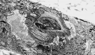 Иллюстрация к книге — Как избавиться от вредителей и болезней, не навредив себе [i_016.jpg]