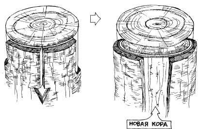 Иллюстрация к книге — Как избавиться от вредителей и болезней, не навредив себе [i_018.jpg]