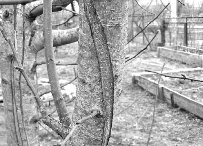 Иллюстрация к книге — Как избавиться от вредителей и болезней, не навредив себе [i_020.jpg]