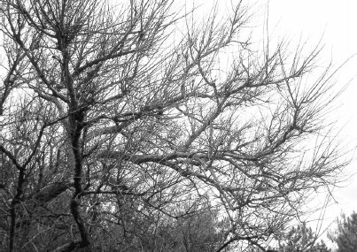 Иллюстрация к книге — Как избавиться от вредителей и болезней, не навредив себе [i_022.jpg]