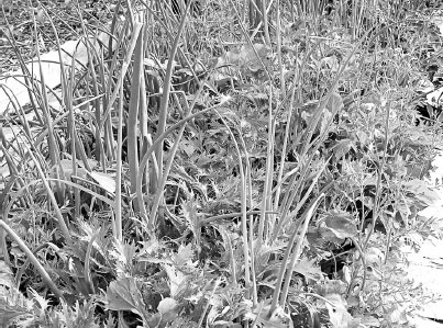 Иллюстрация к книге — Как избавиться от вредителей и болезней, не навредив себе [i_023.jpg]