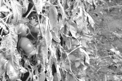 Иллюстрация к книге — Как избавиться от вредителей и болезней, не навредив себе [i_028.jpg]