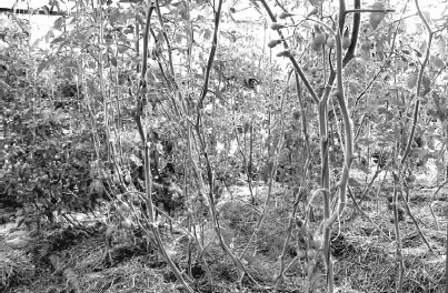 Иллюстрация к книге — Как избавиться от вредителей и болезней, не навредив себе [i_032.jpg]