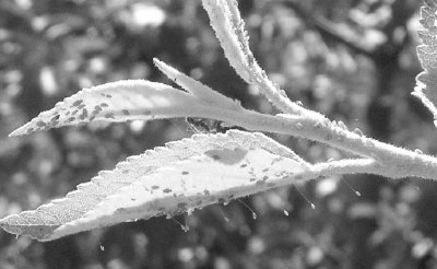 Иллюстрация к книге — Как избавиться от вредителей и болезней, не навредив себе [i_037.jpg]