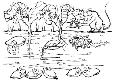 Иллюстрация к книге — Как избавиться от вредителей и болезней, не навредив себе [i_048.jpg]