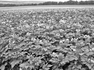 Иллюстрация к книге — Как избавиться от вредителей и болезней, не навредив себе [i_059.jpg]