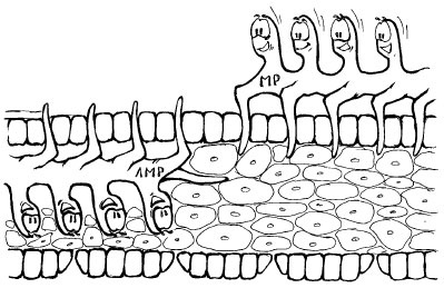 Иллюстрация к книге — Как избавиться от вредителей и болезней, не навредив себе [i_063.jpg]