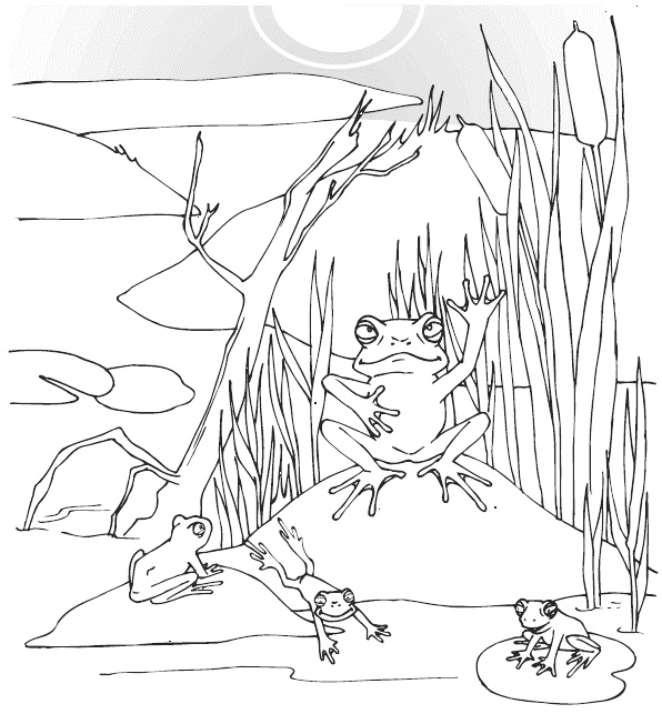 Иллюстрация к книге — Мудрость лягушки [i_002.jpg]