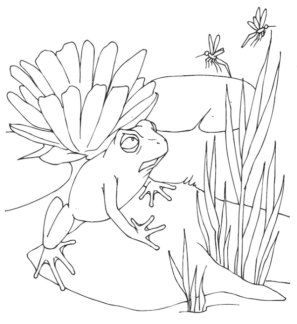 Иллюстрация к книге — Мудрость лягушки [i_004.jpg]