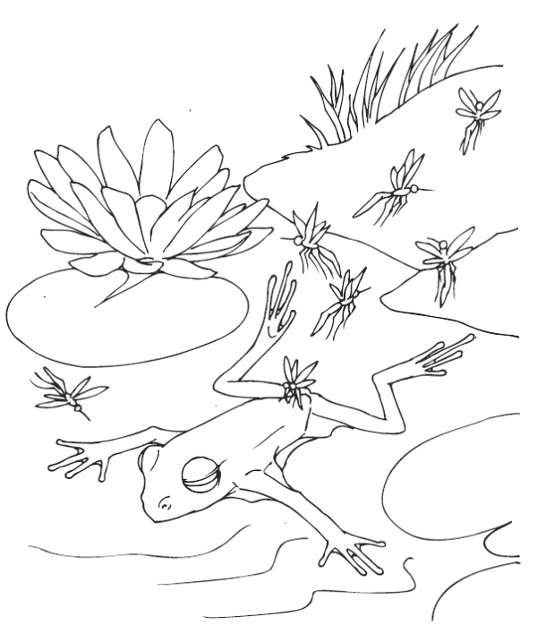 Иллюстрация к книге — Мудрость лягушки [i_007.jpg]