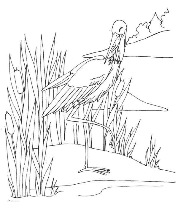 Иллюстрация к книге — Мудрость лягушки [i_009.jpg]