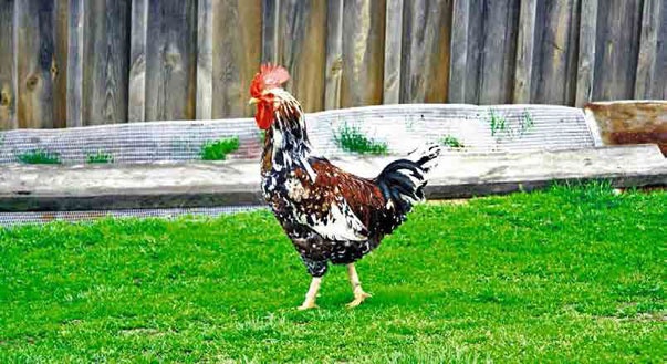 Иллюстрация к книге — С трудом о прошлом, о былом. Очерки о жителях д. Верхние Таволги [i_203.jpg]