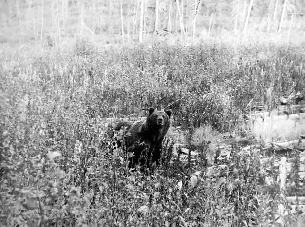 Иллюстрация к книге — В глуши таёжной (сборник) [i_004.jpg]