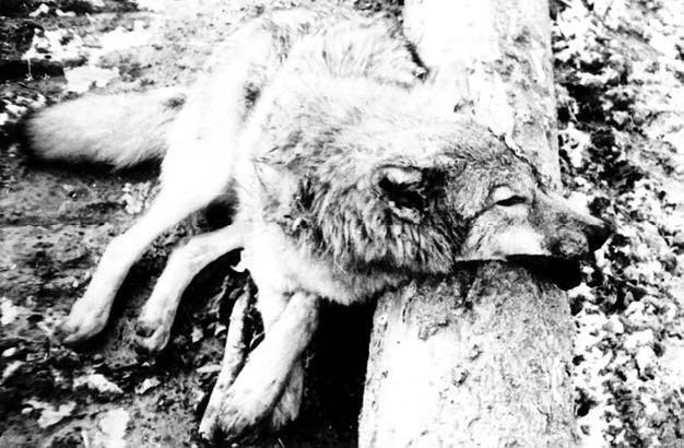 Иллюстрация к книге — В глуши таёжной (сборник) [i_005.jpg]