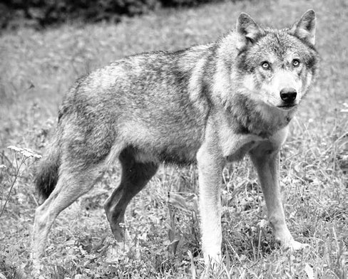 Иллюстрация к книге — В глуши таёжной (сборник) [i_006.jpg]