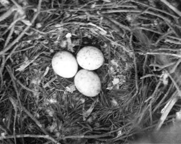 Иллюстрация к книге — В глуши таёжной (сборник) [i_009.jpg]