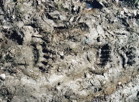 Иллюстрация к книге — В глуши таёжной (сборник) [i_014.jpg]